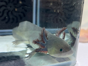 GFP Melanoid Nina's Axolotl Nursery