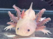 Load image into Gallery viewer, Dark Gill Forked Dirty Luecistic low iridophore Nina&#39;s Axolotl Nursery
