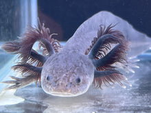 Load image into Gallery viewer, Melanoid Axanthic Nina&#39;s Axolotl Nursery
