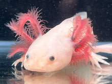 Load image into Gallery viewer, Dark Gill Leucistic some iridophores Nina&#39;s Axolotl Nursery
