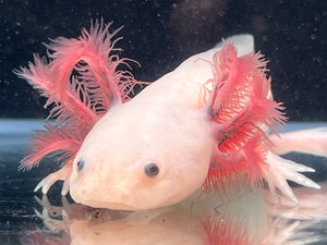 Dark Gill Leucistic some iridophores Nina's Axolotl Nursery