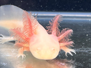 White Albino Nina's Axolotl Nursery