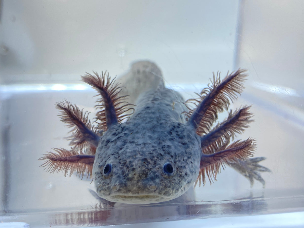 the PET FACTORY Newt and Axolotl Baby Food – AQUATANA