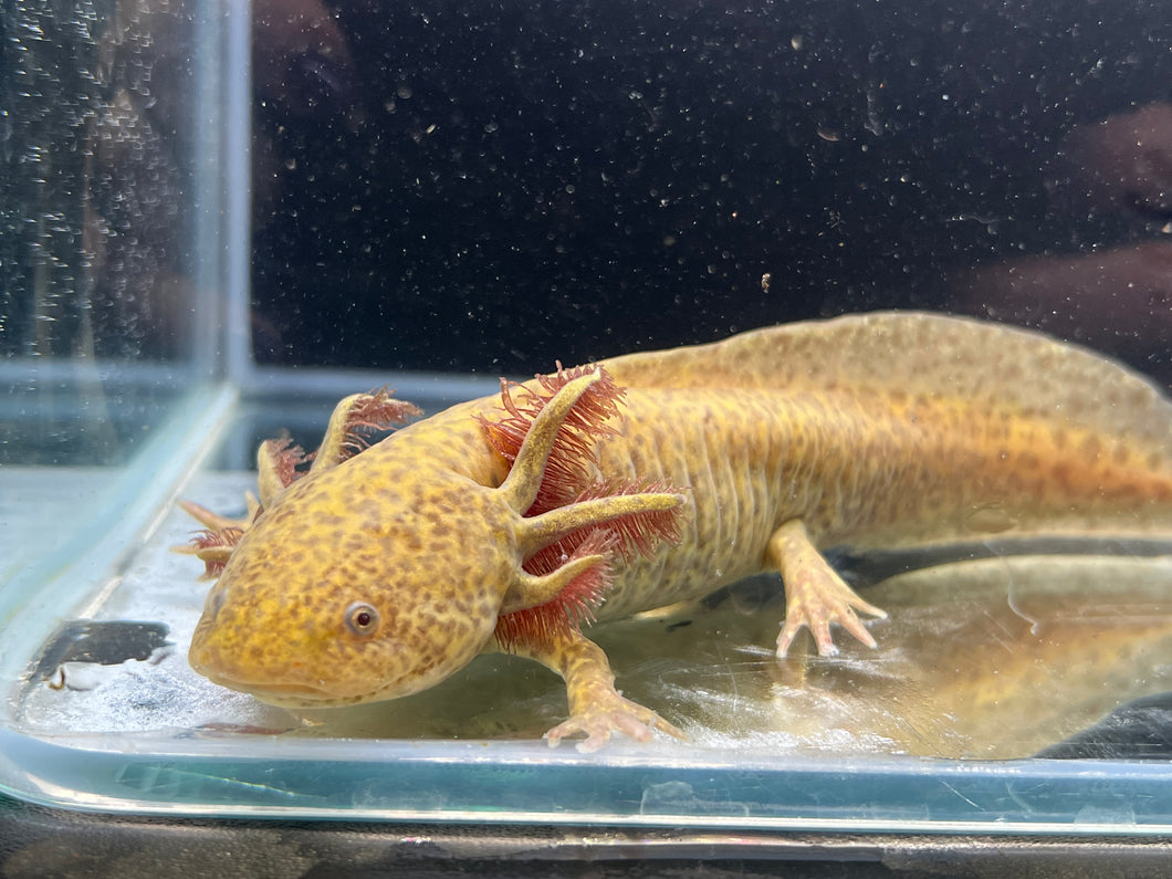 Female Copper Nina's Axolotl Nursery