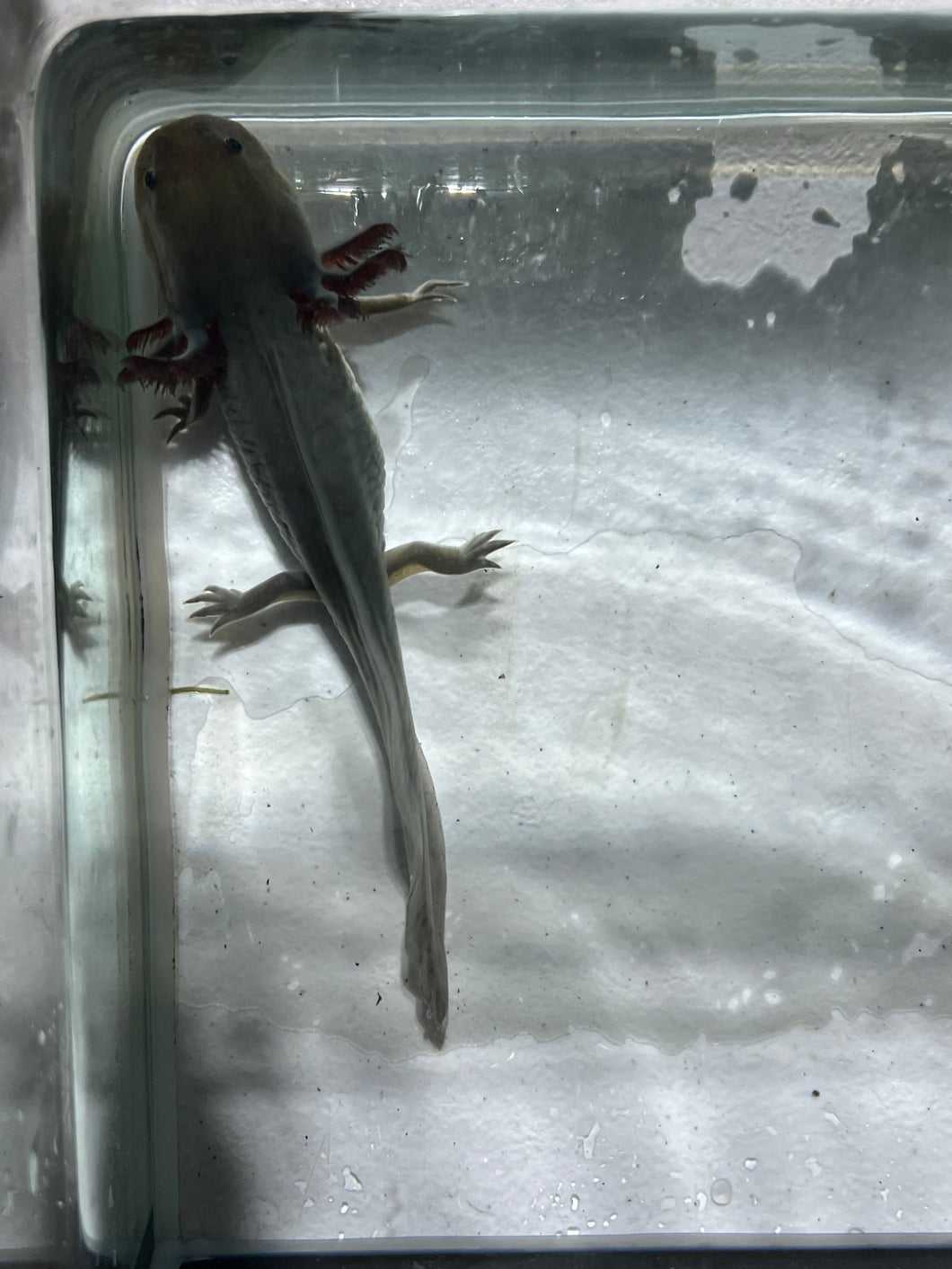 GFP Melanoid Nina's Axolotl Nursery