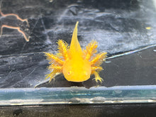 Load image into Gallery viewer, Hypo Copper Albino/Copper Albino Split Nina&#39;s Axolotl Nursery
