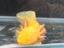 Load image into Gallery viewer, Rescue Albino Nina&#39;s Axolotl Nursery
