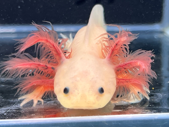 Melanoid Luecistic Nina's Axolotl Nursery