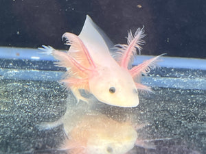 Leucistic Axolotl Nina's Axolotl Nursery