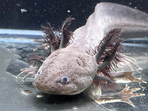Male Melanoid Nina's Axolotl Nursery