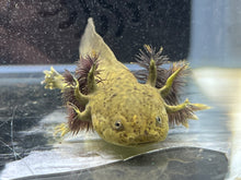 Load image into Gallery viewer, Rescue Wild Nina&#39;s Axolotl Nursery
