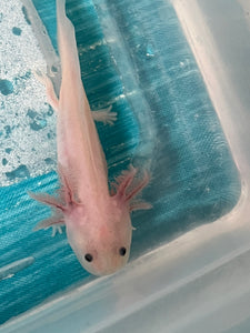 Luecistic Nina's Axolotl Nursery