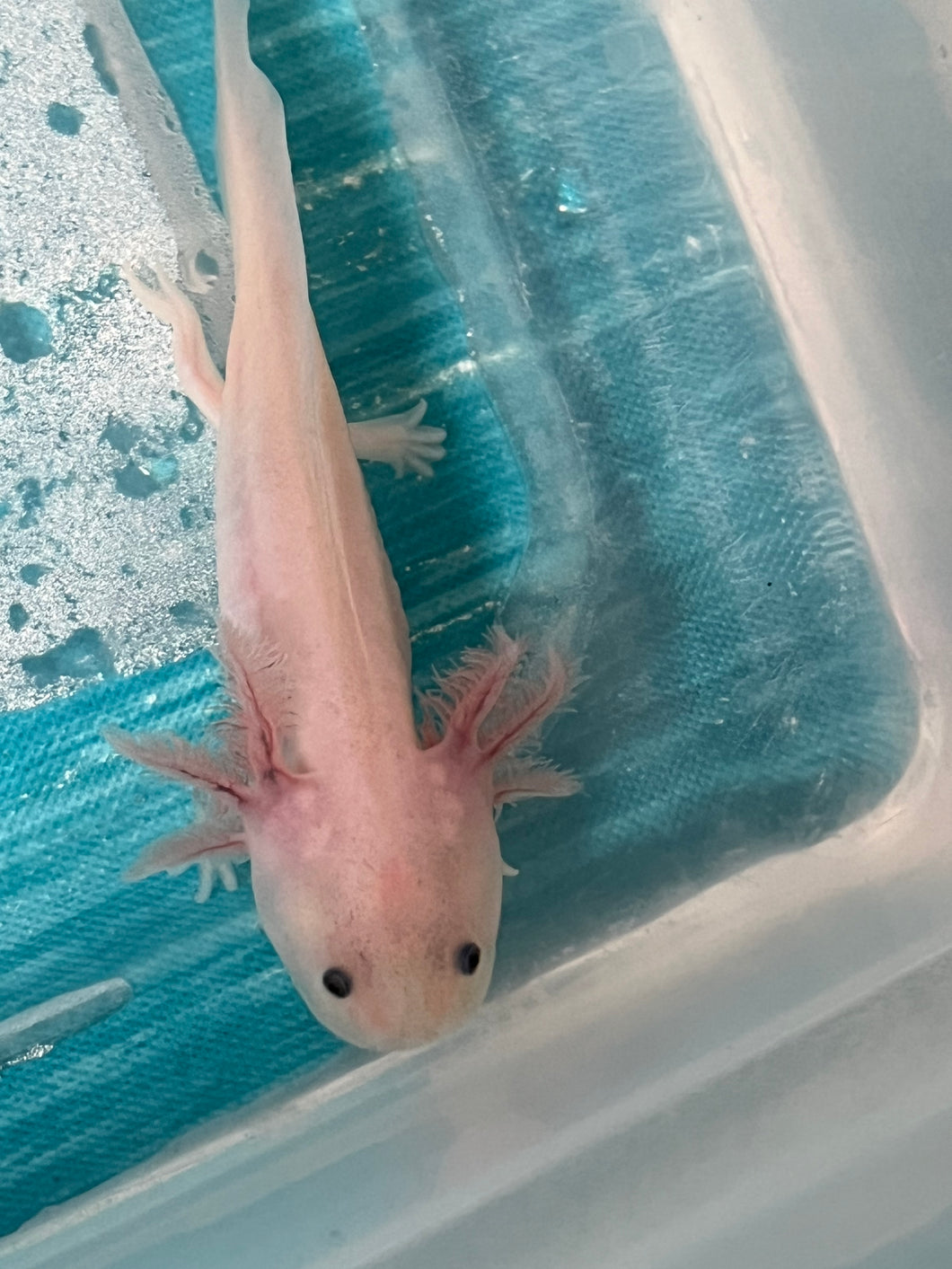 Luecistic Nina's Axolotl Nursery