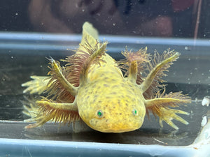 GFP Wild Nina's Axolotl Nursery