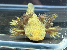 Load image into Gallery viewer, GFP Wild Nina&#39;s Axolotl Nursery
