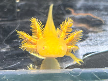 Load image into Gallery viewer, Hypo Copper Albino/Copper Albino Split Nina&#39;s Axolotl Nursery
