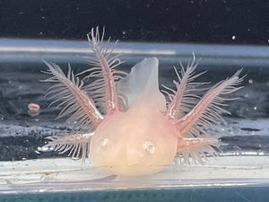 White Albino Nina's Axolotl Nursery