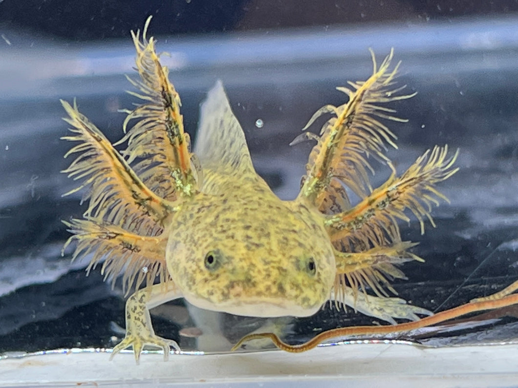 Wild Type Nina's Axolotl Nursery