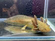 Load image into Gallery viewer, Wild Nina&#39;s Axolotl Nursery
