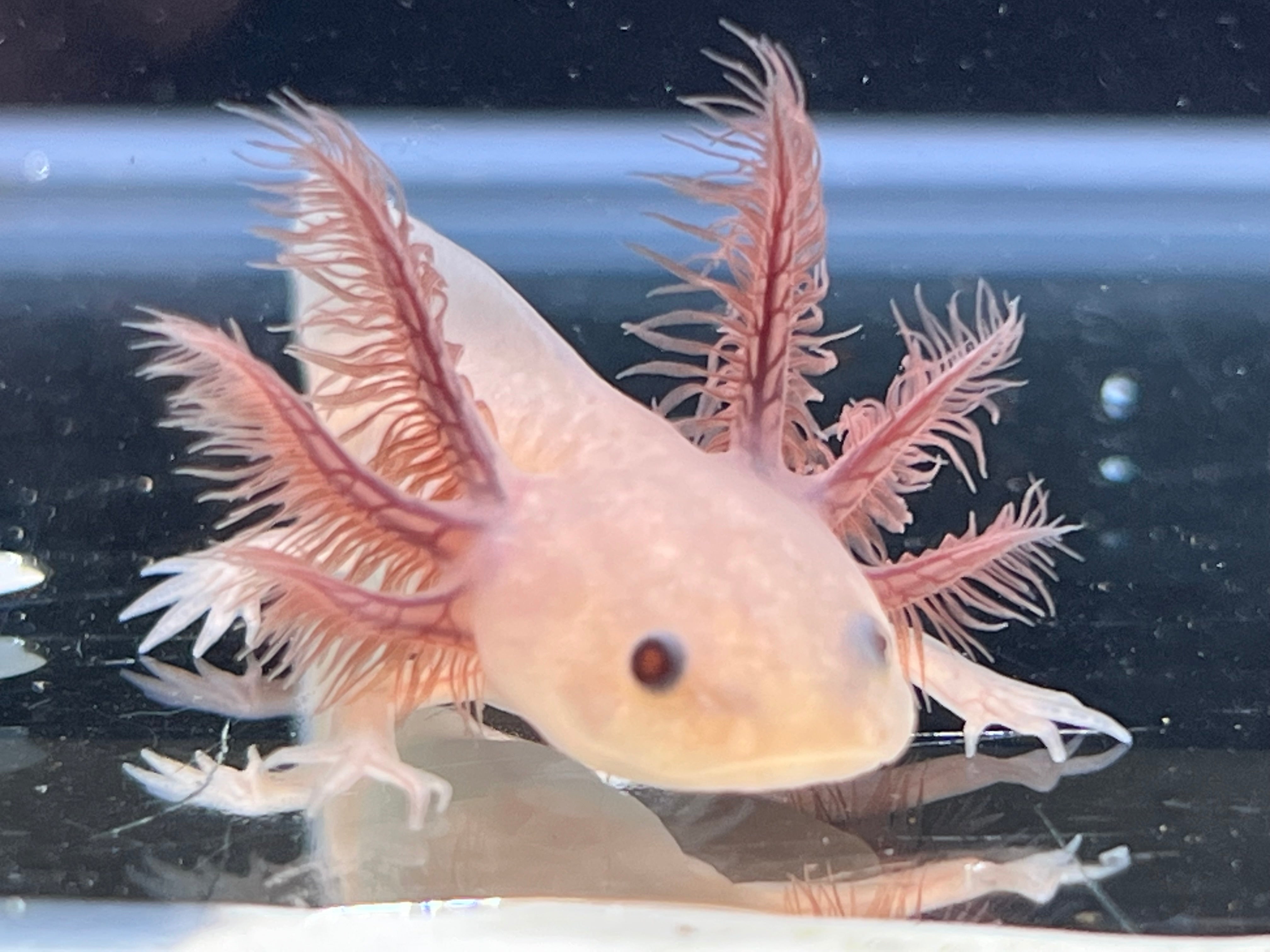 Pink Axolotl Pet Buy Mexican Walking Fish Pink Axolotl Fish Price