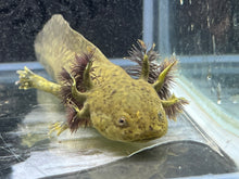 Load image into Gallery viewer, Rescue Wild Nina&#39;s Axolotl Nursery
