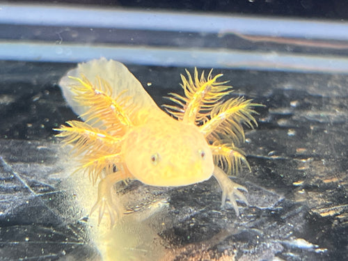 Light Copper Nina's Axolotl Nursery