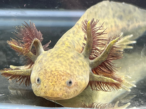 Wild Nina's Axolotl Nursery