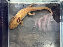 Load image into Gallery viewer, Female Copper Nina&#39;s Axolotl Nursery
