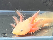 Load image into Gallery viewer, Leucistic Nina&#39;s Axolotl Nursery
