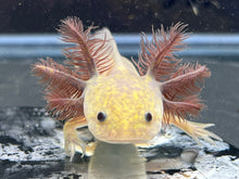 Load image into Gallery viewer, Copper Melanoid Nina&#39;s Axolotl Nursery
