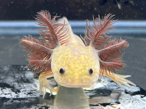 Copper Melanoid Nina's Axolotl Nursery