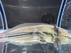 GFP Melanoid low grade mosaic Nina's Axolotl Nursery