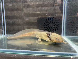 Male Melanoid Nina's Axolotl Nursery
