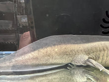 Load image into Gallery viewer, GFP Melanoid low grade mosaic Nina&#39;s Axolotl Nursery
