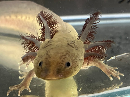 Male Melanoid Nina's Axolotl Nursery