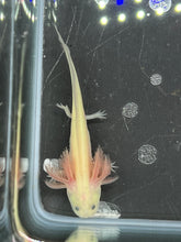 Load image into Gallery viewer, GFP Leucistic Nina&#39;s Axolotl Nursery
