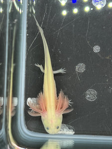 GFP Leucistic Nina's Axolotl Nursery