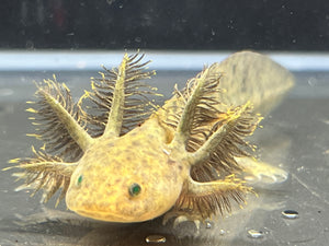 GFP Wild Nina's Axolotl Nursery