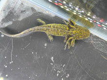 Load image into Gallery viewer, Wild 1/4 Nina&#39;s Axolotl Nursery
