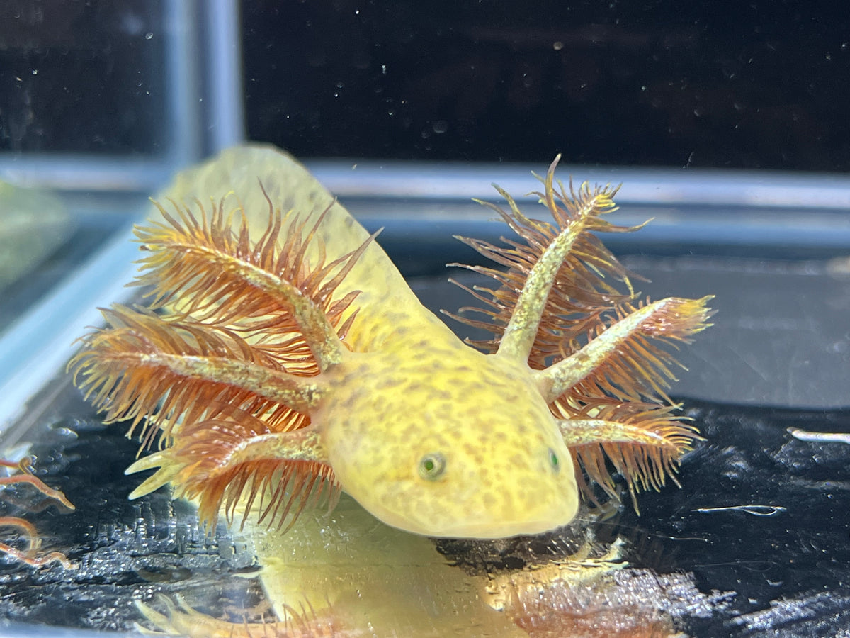 GFP Copper Nina's Axolotl Nursery