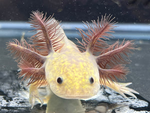Copper Melanoid Nina's Axolotl Nursery