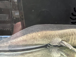 GFP Melanoid low grade mosaic Nina's Axolotl Nursery