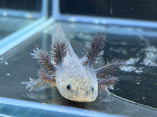 Load image into Gallery viewer, Melanoid Nina&#39;s Axolotl Nursery
