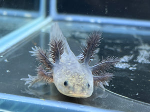Melanoid Nina's Axolotl Nursery