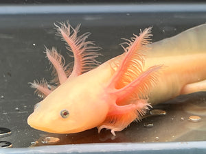 Leucistic Nina's Axolotl Nursery