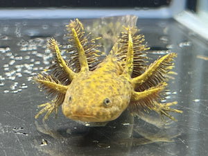 Wild 1/4 True Axolotl Nina's Axolotl Nursery