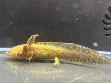 Load image into Gallery viewer, Wild 1/4 Nina&#39;s Axolotl Nursery
