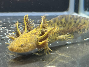 Wild 1/4 True Axolotl Nina's Axolotl Nursery