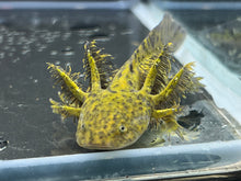Load image into Gallery viewer, Wild 1/4 Nina&#39;s Axolotl Nursery
