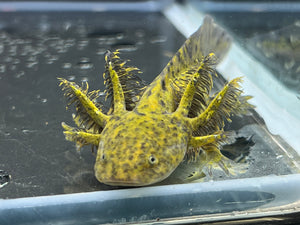 Wild 1/4 Nina's Axolotl Nursery
